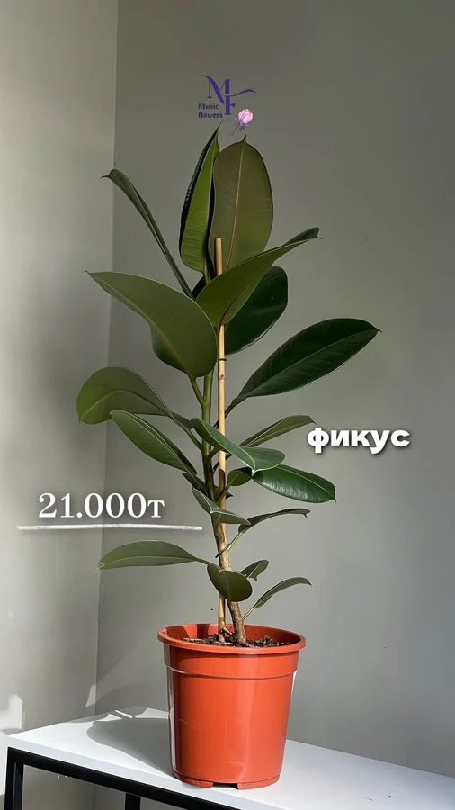 Фикус