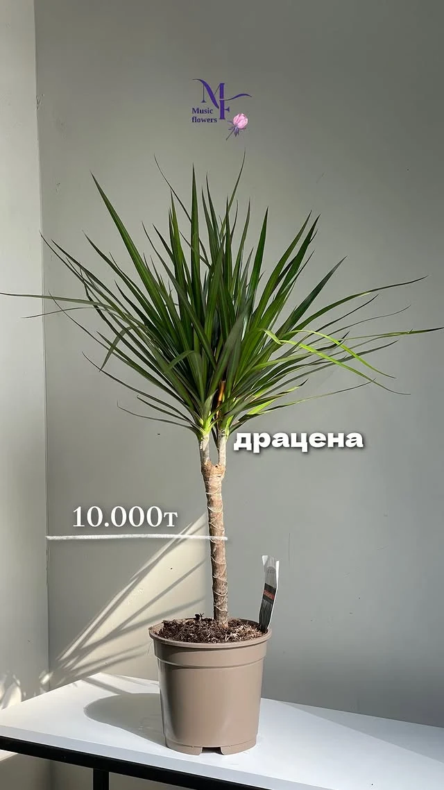 Драцена