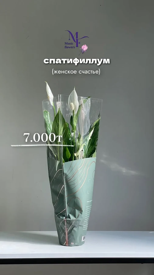 Спатифиллум