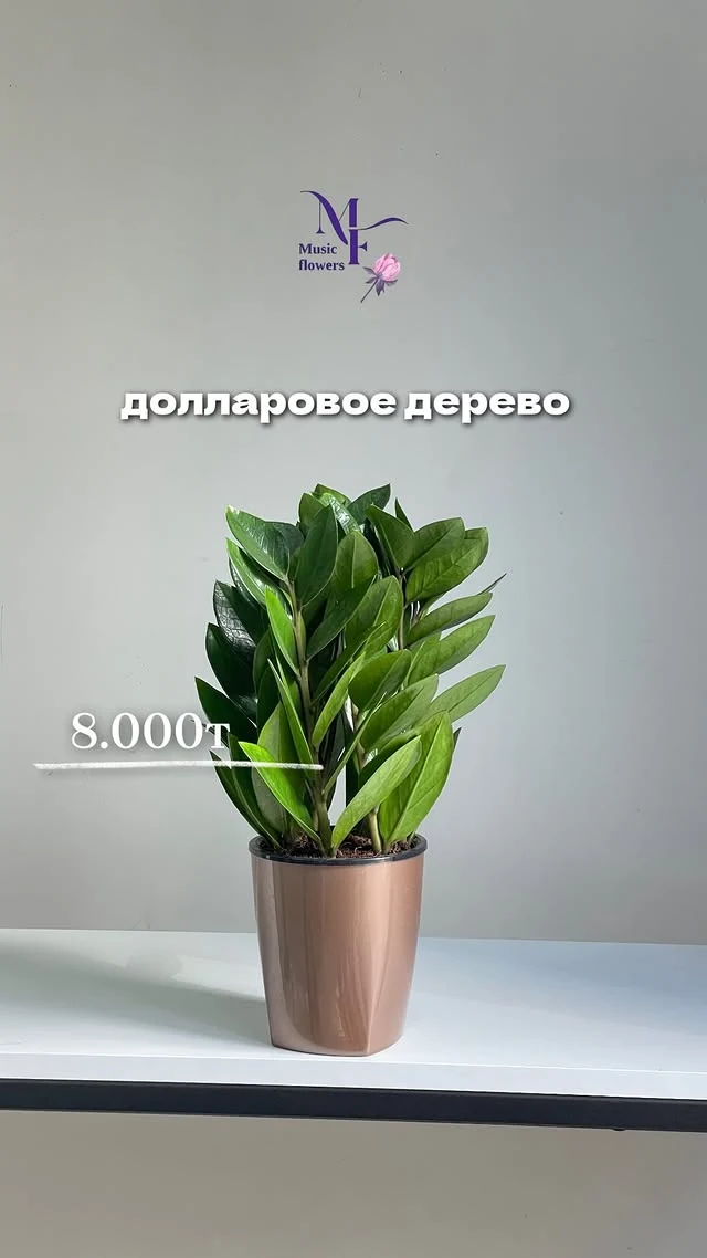 Замиокулькас